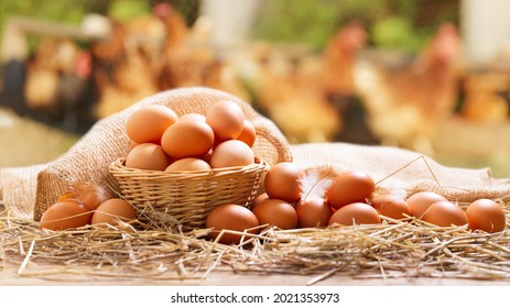 basket of chicken eggs on a wooden table over farm in the countryside