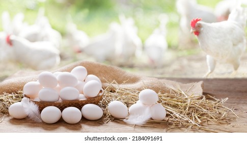 Basket of chicken eggs on a wooden table in the chicken farm