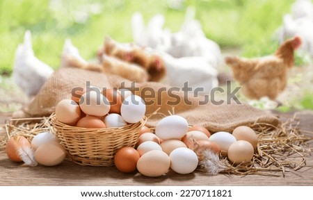 Basket of colorful chicken eggs on a wooden table in the chicken farm