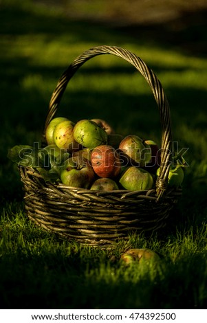 Image, Stock Photo orchard meadow, apple harvest