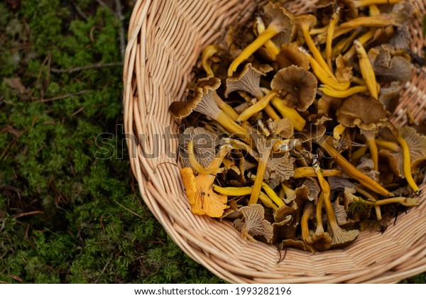 Basket with edible\
funnel chanterelle mushrooms standing on the moss in the forest.\
Photo taken in Sweden.