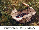 Basket of fresh bilberry cranberries and lingonberry picked in summer forest. Harvesting wild huckleberries in fall