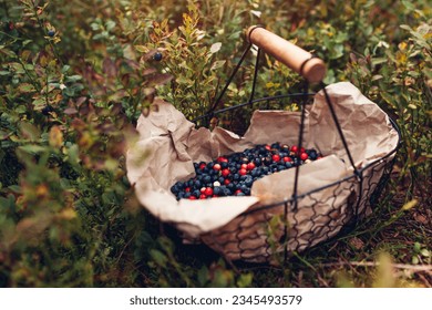 Basket of fresh bilberry cranberries and lingonberry picked in summer forest. Harvesting wild huckleberries in fall - Powered by Shutterstock