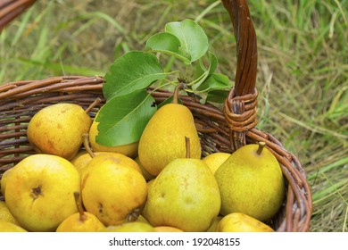 basket of fresh bio pears 