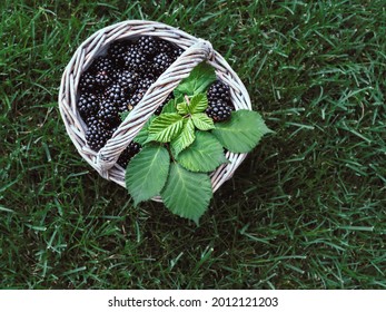 Basket Of Fresh Blackberries With Green Leaves On Green Grass. Overhead Shot With Copy Space.