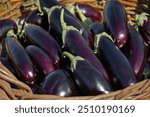 Basket of fresh purple eggplants close-up. Harvest of eggplants.