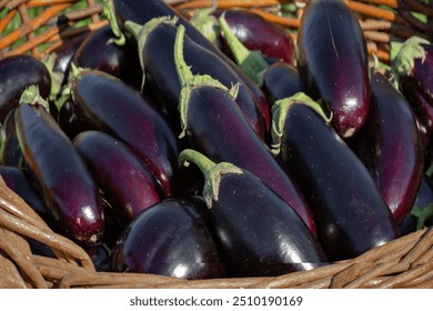 Basket of fresh purple eggplants close-up. Harvest of eggplants.