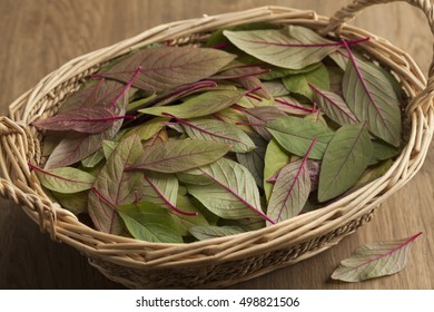 Basket With Fresh Raw Amaranth Leaves