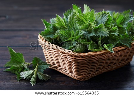 Basket of fresh stinging nettle leaves on wooden table