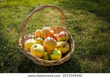 Similar – Image, Stock Photo Fresh apples in the orchard