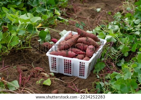 Basket of fresh sweet potato on soil after harvest for grow sweet potato and organic product.