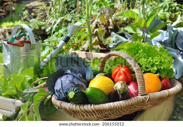 basket of fresh vegetables in a placed vegetable garden