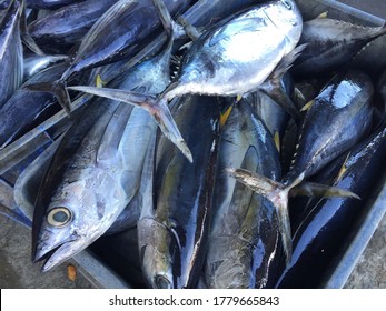 A Basket Of Fresh Yellowfin Tuna.