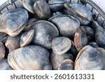 A basket of fresh-dug hard-shells clams on Cape Cod. 