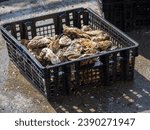 A basket of freshly harvested oysters in O Grove, Rías Baixas. A snapshot of coastal abundance, capturing the essence of seafood culture in this picturesque Galician town