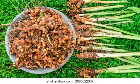 Basket Of Freshly Harvested Turmeric Roots And Plants On The Grass Overhead View.