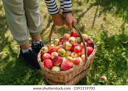 Similar – Closeup of woman putting apples in wicker basket while little girl looking