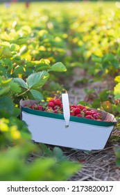 Basket Of Freshly Picked Strawberry During Berry Picking Season In Rural Ontario, Canada