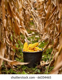 Basket full of corn cobs in a corn field at the harvest