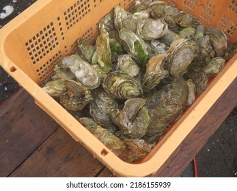 Basket Full Of Fresh Catch Sea Oysters