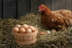 Basket Full Of Fresh Eggs With Red Laying Hen In Dry Straw Inside A Wooden Chicken Coop On The Background
