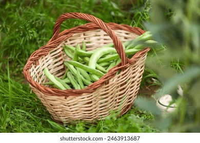 A basket full of green beans is sitting on the grass. The basket is woven and has a brown handle. The beans are spread out and appear to be fresh. The scene is peaceful and serene, with the basket