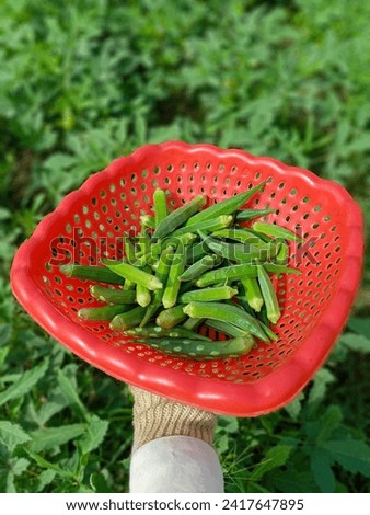A basket full of Okra. Lady fingers. Lady Fingers or Okra vegetable stall in farm. Plantation of natural okra.Fresh harvested okra vegetable. Lady fingers field. With Selective Focus on the Subject.