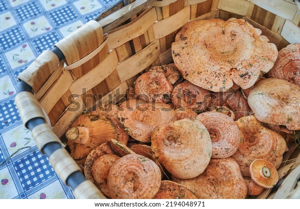Basket full\
of níscalos, red pine mushroom (Lactarius deliciosus) freshly\
picked in the fall season in the pine forests of Spain. Mushroom\
harvest season. Picnic tablecloth\
background.