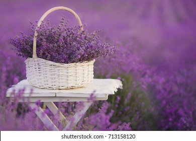 Basket With Lavender In The Field