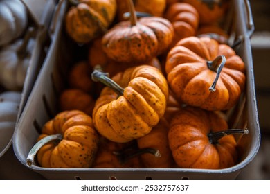 Basket of Miniature Orange Pumpkins at a Farmers Market Pumpkin Patch - Powered by Shutterstock