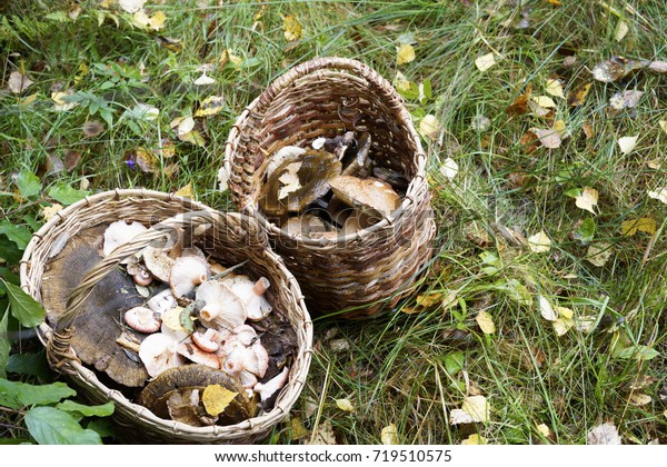 Basket with mushrooms. Autumn forest. Gathering\
mushrooms. Forest photo, forest mushroom. Mushroomer gathering\
mushrooms.Mushroom\
hunting