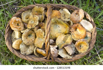 Lactarius Deliciosus High Res Stock Images Shutterstock