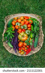 Basket Of Organic Homegrown Vegetables And Herbs Harvested In Summer, Including A Variety Of Heirloom, Cherry And Paste Tomatoes, Cucumbers, Beans, Fresh Herbs, Zucchini, And Hot Peppers