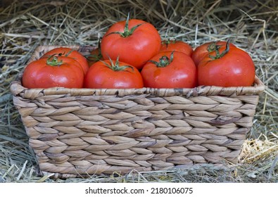 Basket Of Organic Tomatoes, Amish Country, Pennsylvania. 