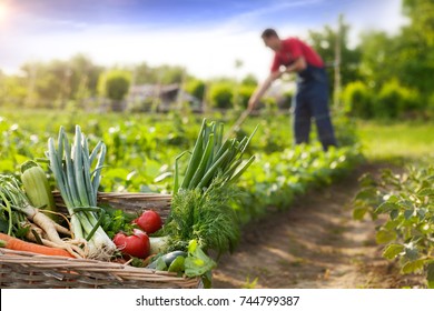 Basket with organic vegetable and farmer working in background