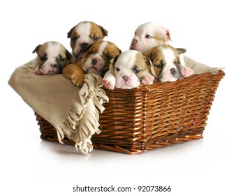 Basket Of Puppies - English Bulldog Puppies In A Wicker Basket - 5 Weeks Old