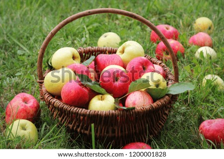 Similar – Image, Stock Photo Fruit orchard