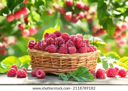 Basket of ripe raspberries on wooden table in a garden