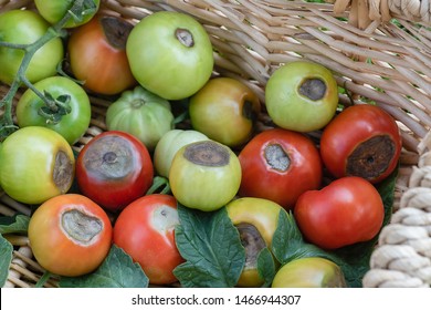 A Basket Showing Tomatoes Blossom End Rot