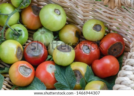 A basket showing tomatoes blossom end rot