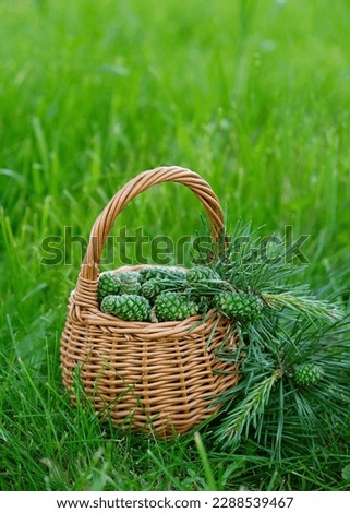 basket with spring green pine cones in forest, natural background. young pine tree cones picking for homemade healthy syrup cooking, used in folk medicine. healing ingredient, containing vitamins