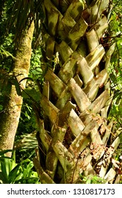 Basket Weave Palm