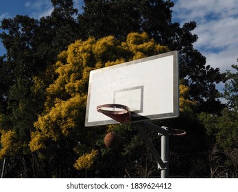 Basketball ring in front of tree