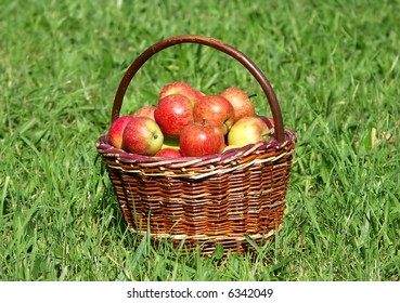 Basketful of apple on green grass