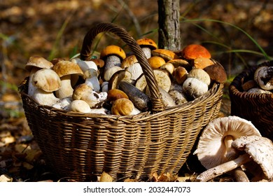 Baskets with autumn forest mushrooms. Aspen mushrooms and porcini mushrooms - Shutterstock ID 2032447073