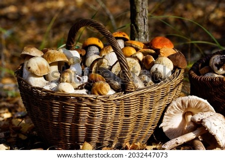Baskets with autumn forest mushrooms. Aspen mushrooms and porcini mushrooms