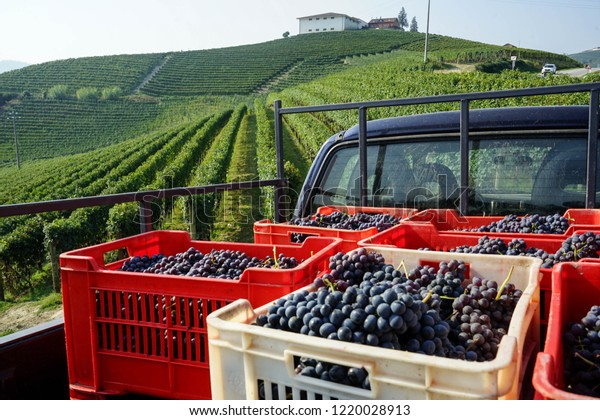 Baskets Bunches Nebbiolo Grapes During Harvest Stock Photo Edit