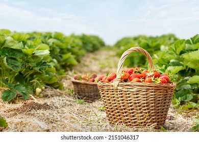 Baskets of fresh strawberries in field - Powered by Shutterstock