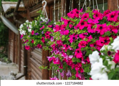 Baskets Of Hanging Petunia Flowers On Balcony. Petunia Flower In Ornamental Plant.