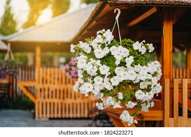 Baskets Of Hanging Petunia Flowers On Balcony. Petunia Flower In Ornamental Plant.